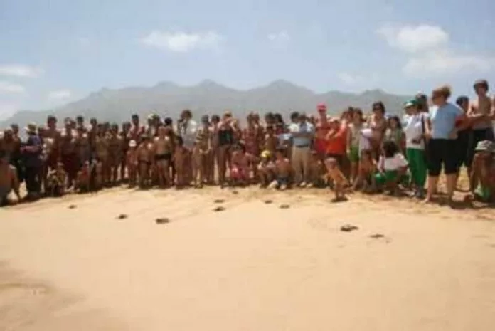 Sueltan al mar en Cofete (Fuerteventura) una decena de tortugas nacidas en la playa