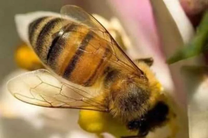 Encuentran en Correos de Las Palmas de Gran Canaria, un paquete con 300 abejas procedentes de Alemania