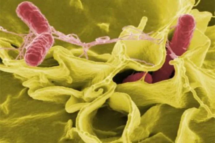 Científicos del IEO descubren un alga tóxica que podría ser causante de los casos de ciguatera registrados en Canarias