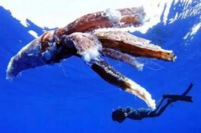 Hallan un calamar gigante flotando en aguas de Tenerife, Islas Canaria 2011