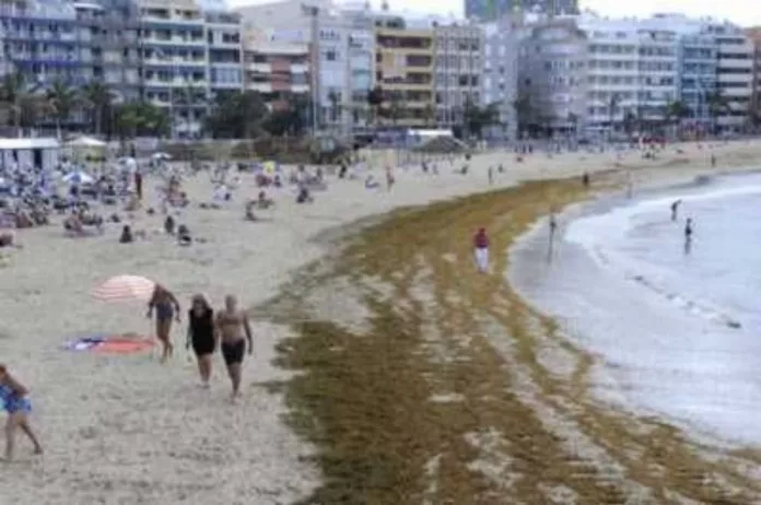 Las algas cubren de nuevo toda la playa de Las Canteras (Las Palmas de Gran Canaria)