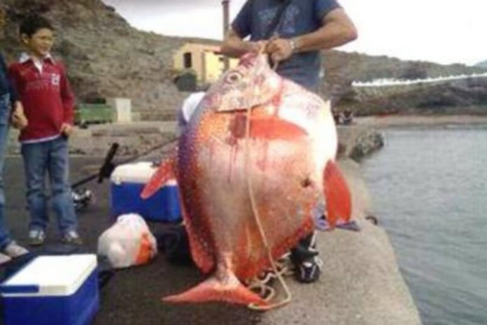 Pesca para gigantes en La Aldea (Gran Canaria)