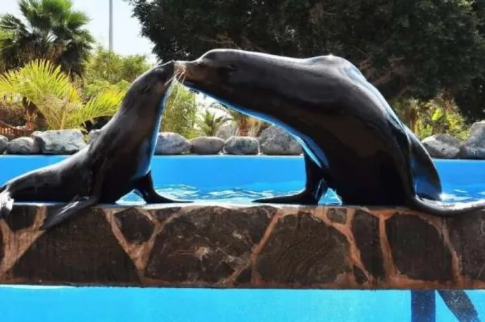 Aqualand Maspalomas (Gran Canaria) ofrece un romántico baño con leones marinos por San Valentín