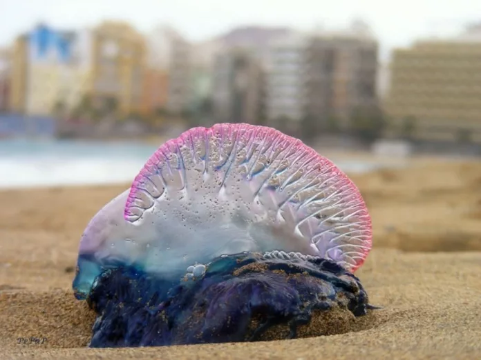 10.500 kilos de aguavivas en la playa de Las Canteras de Las Palmas de Gran Canaria