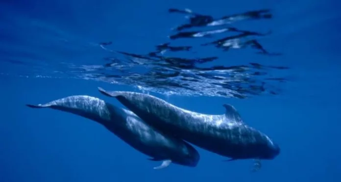 Las prospecciones en Canarias pueden provocar daños irreparables en los cetáceos