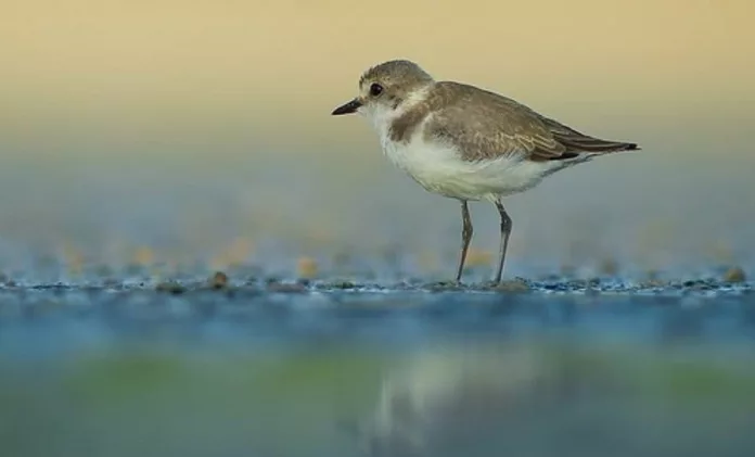Las aves y sus movimientos migratorios, amenazados por el proyecto petrolífero en Canarias