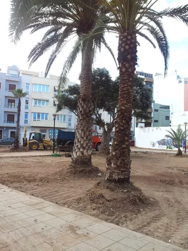 Creación de un huerto urbano en el Parque Pino Apolinario de Las Palmas de Gran Canaria