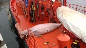 Rescatan un cetáceo muerto a 20 metros de la playa de Las Canteras