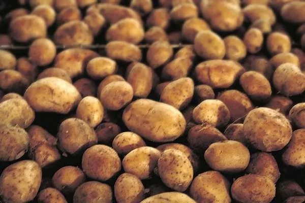 Los agricultores regalarán el viernes 5.000 kilos de papas en Las Palmas