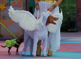 Fotos 5 Edición del Carnaval Canino 2014 Las Palmas de Gran Canaria Fotos 5 Edición del Carnaval Canino 2014 Las Palmas de Gran Canaria
